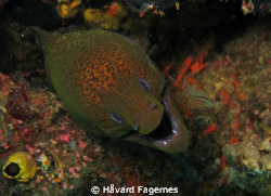 Moray eel by Håvard Fagernes 